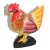 Hen